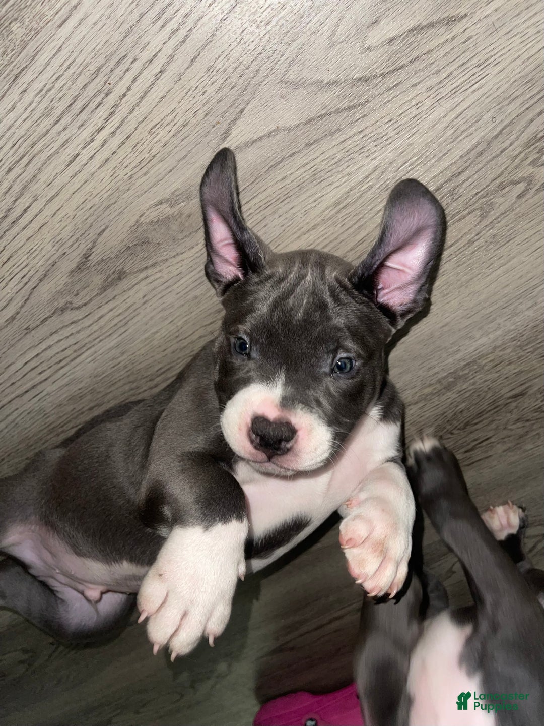 Gallery Image {{count}}