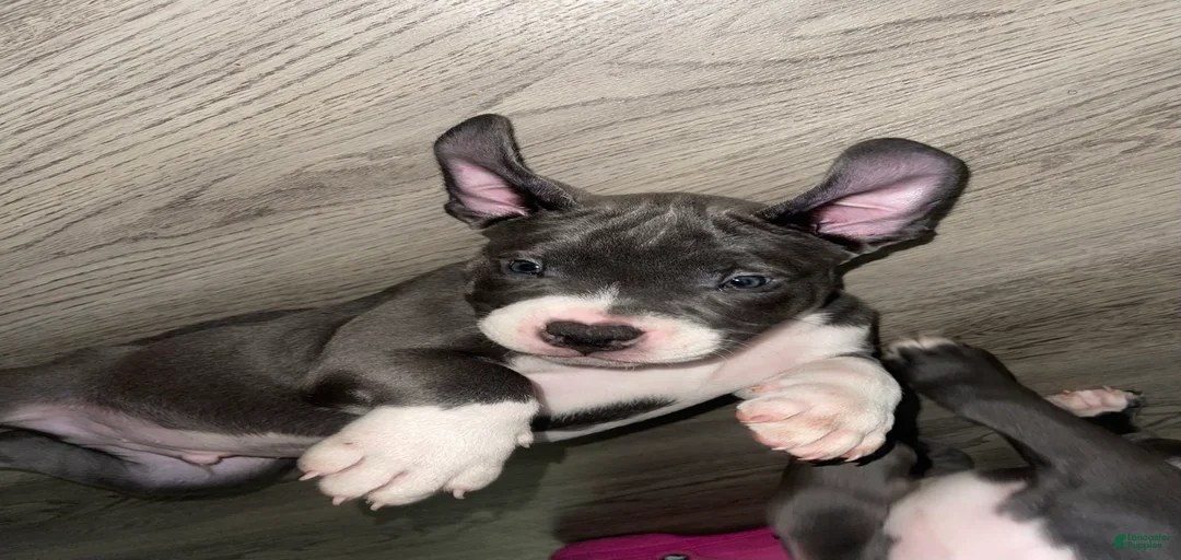 Gallery Image {{count}}