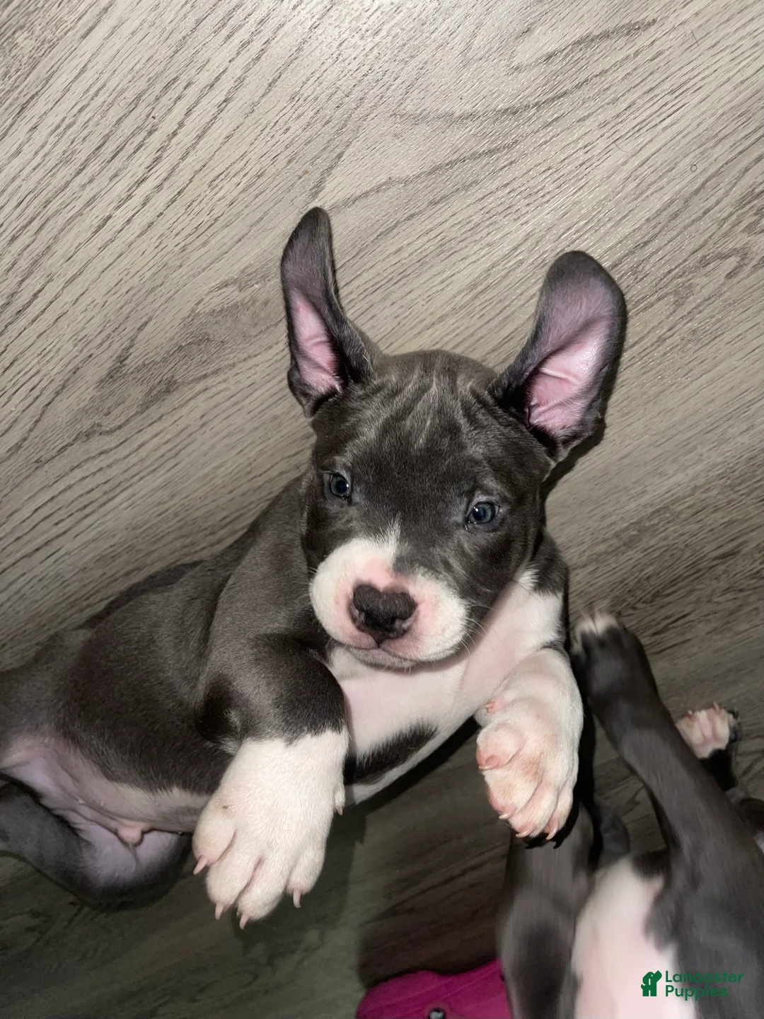 Gallery Image {{count}}