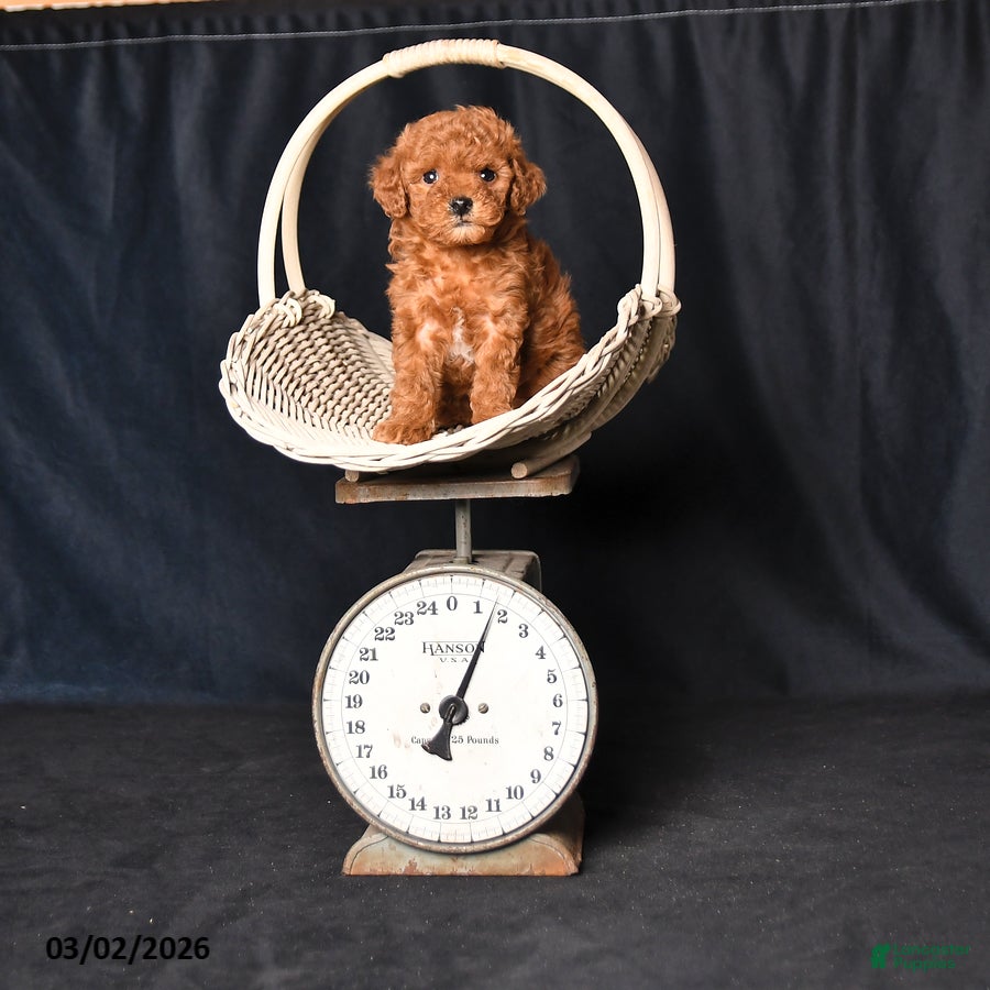 Toy Poodle dogs Tiny Spice - Ad 2
