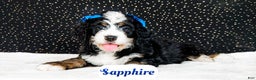 Bernedoodle dogs for sale: Sapphire - Ad 4