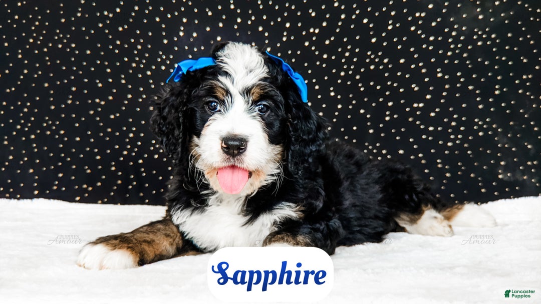Bernedoodle dogs for sale: Sapphire - Ad 4