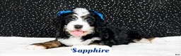 Bernedoodle dogs for sale: Sapphire - Ad 4
