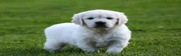 Golden Retriever dogs for sale: Lucy - Ad 5