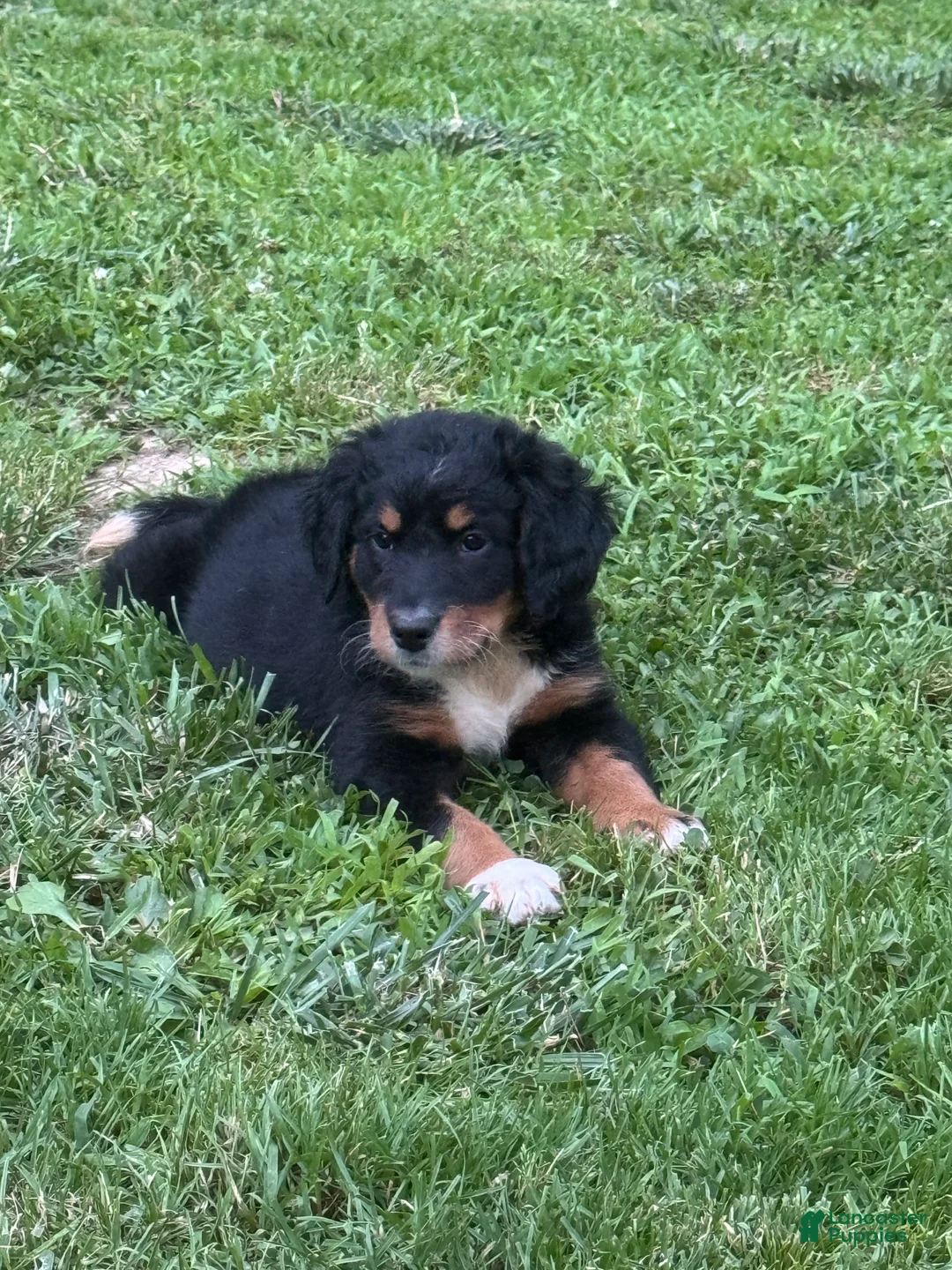 Mixed Breed dogs for sale: Mixed Breed 7 - Ad 2