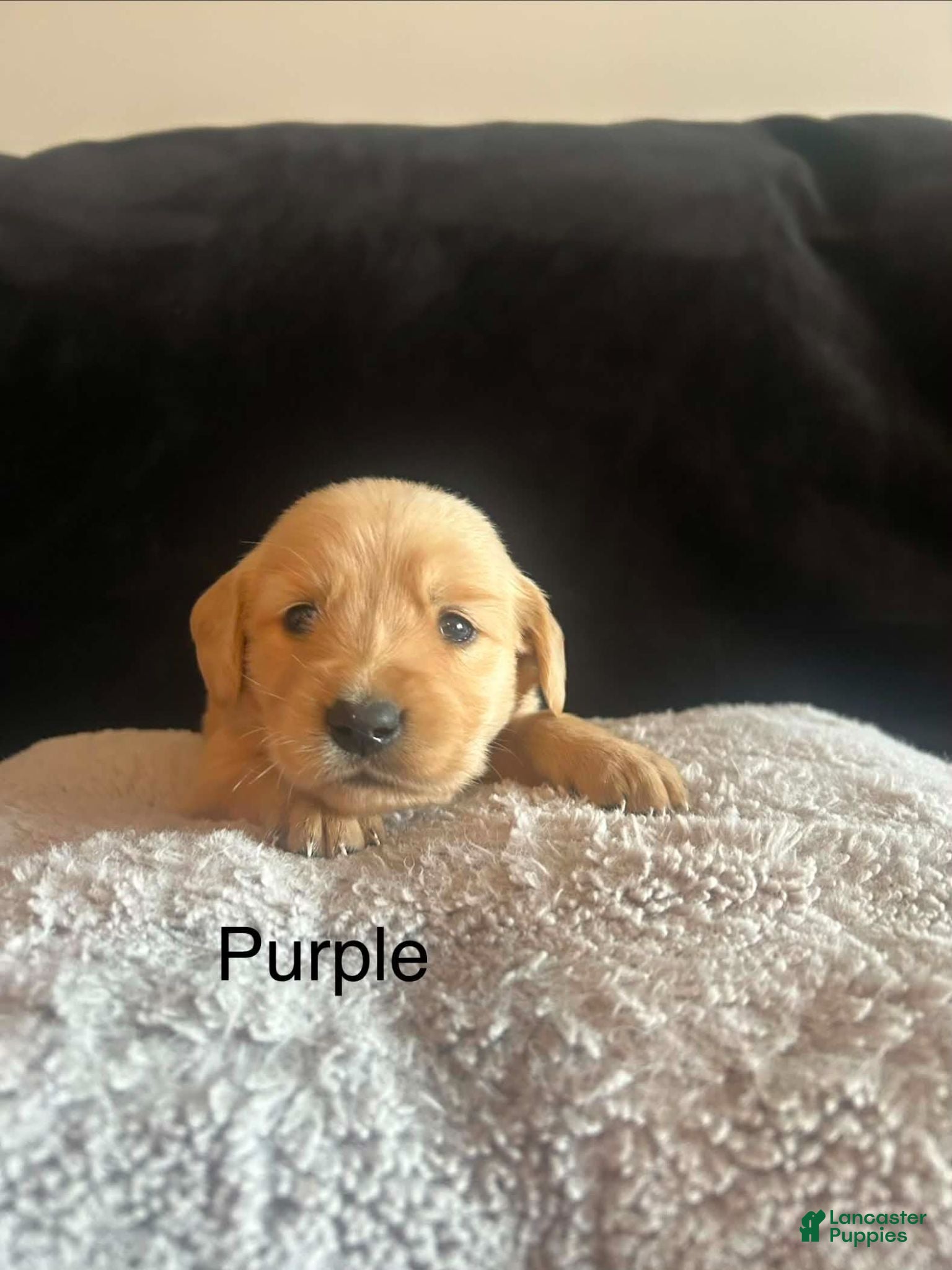 Golden Retriever dogs Purple 💜 - Ad 8
