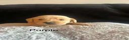 Golden Retriever dogs for sale: Purple 💜 - Ad 1