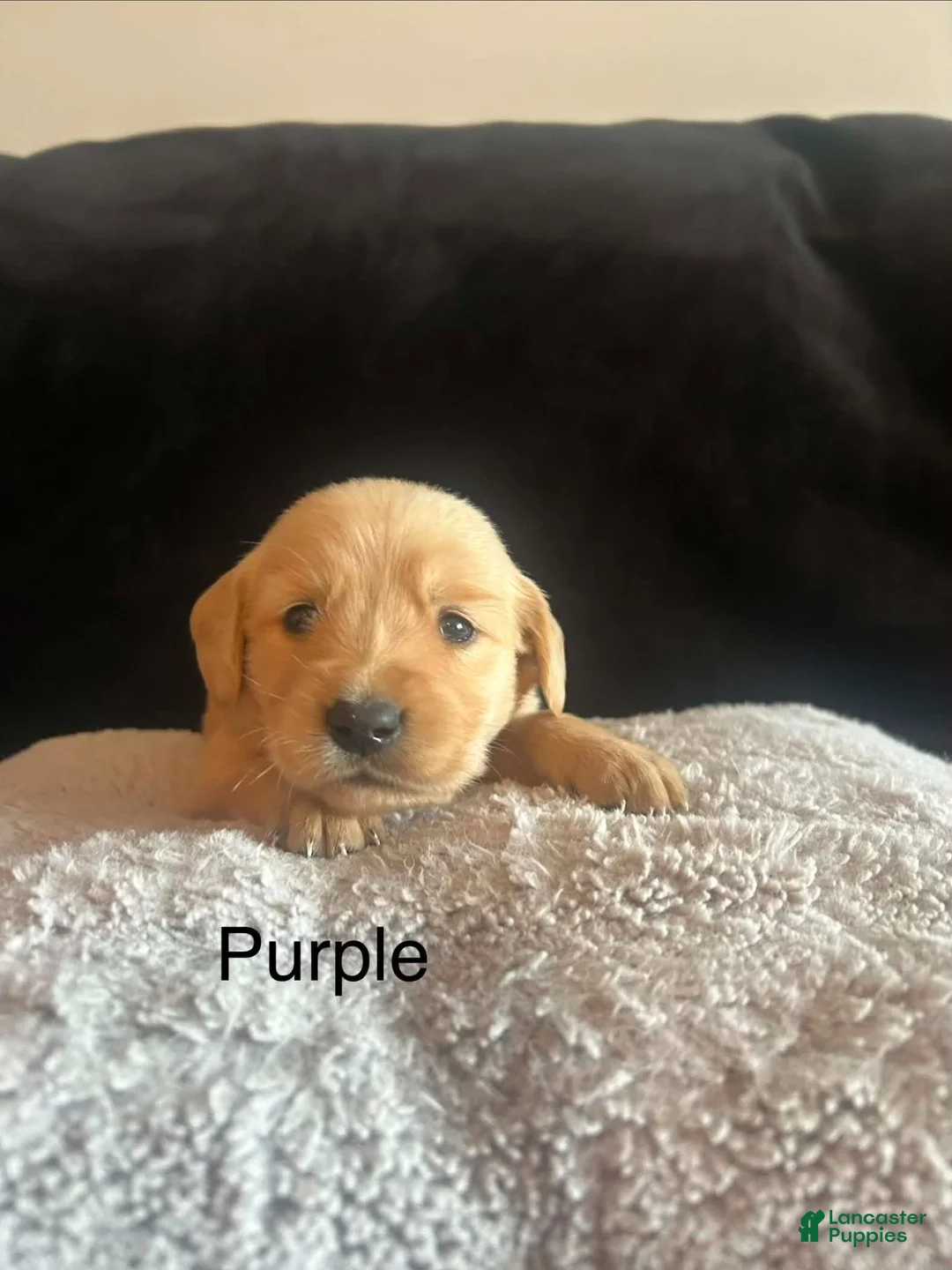 Golden Retriever dogs for sale: Purple 💜 - Ad 1