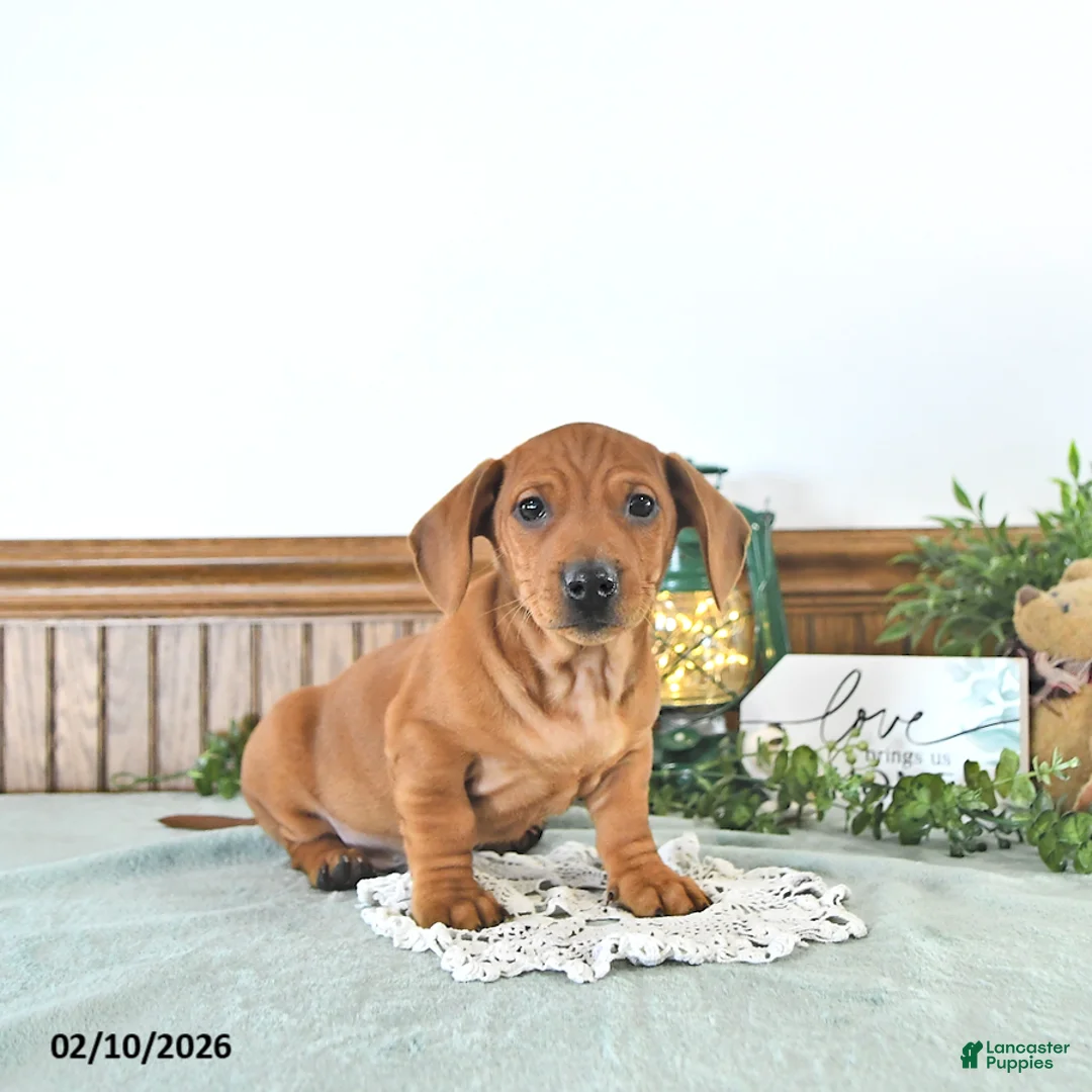 Miniature Dachshund dogs for sale: Beau - Ad 1