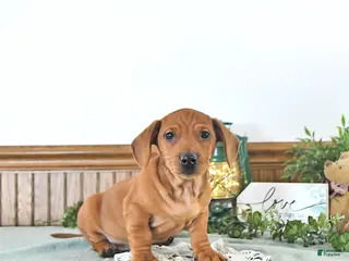 Miniature Dachshund dogs Beau - Ad 3