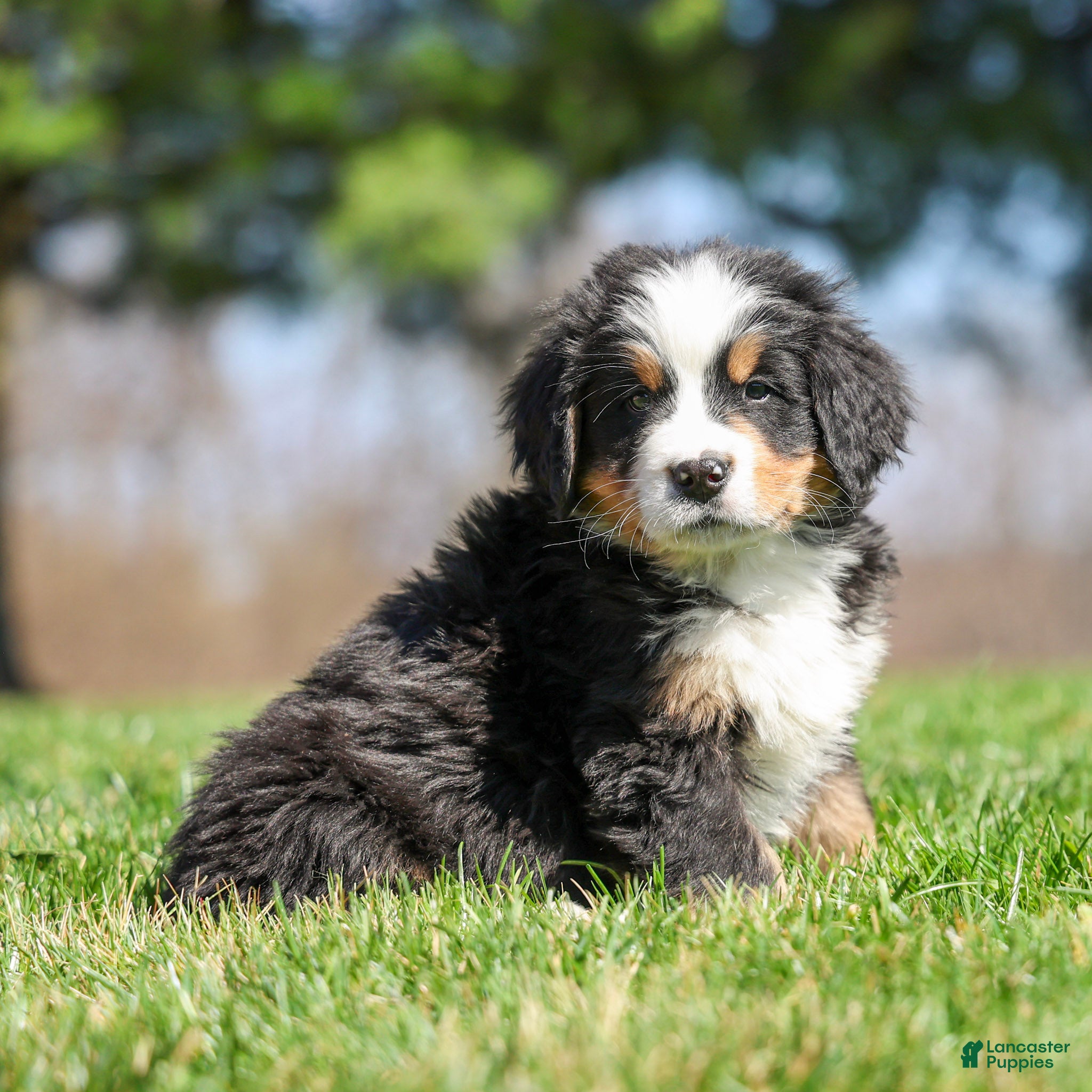 Bernese Mountain Dog dogs Remington - Ad 2