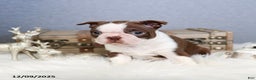 Boston Terrier dogs for sale: Peppermint - Ad 3