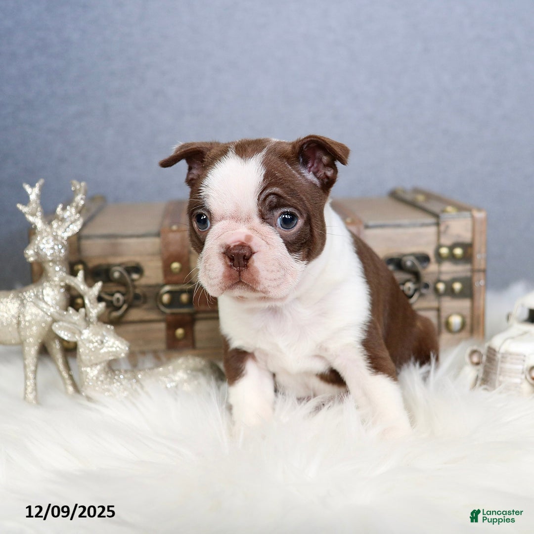 Boston Terrier dogs for sale: Peppermint - Ad 3