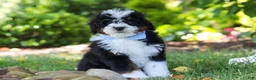 Mini Bernedoodle dogs for sale: Tucker - Ad 5