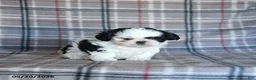 Shih Tzu dogs for sale: Spotty - Ad 4