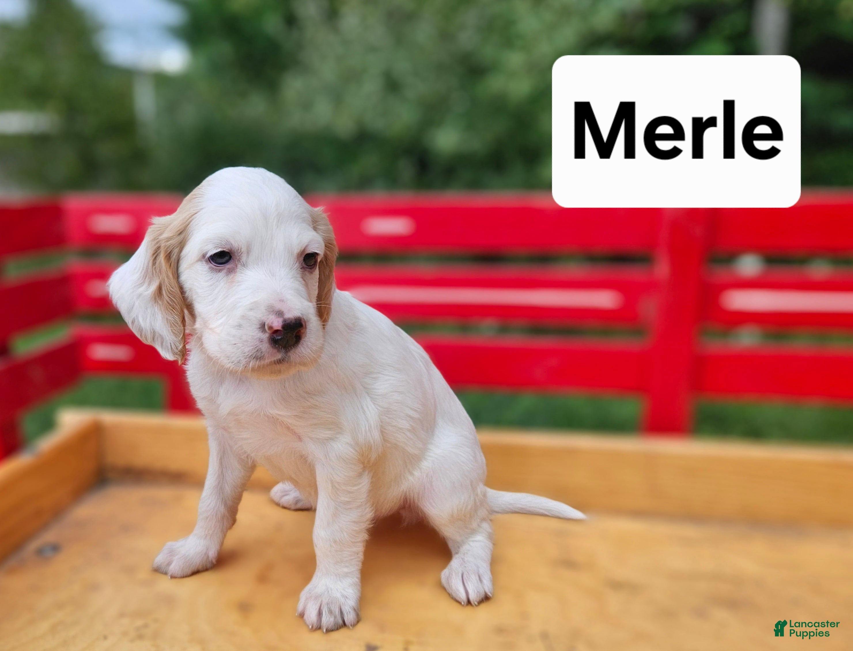 English Setter dogs Merle - Ad 1