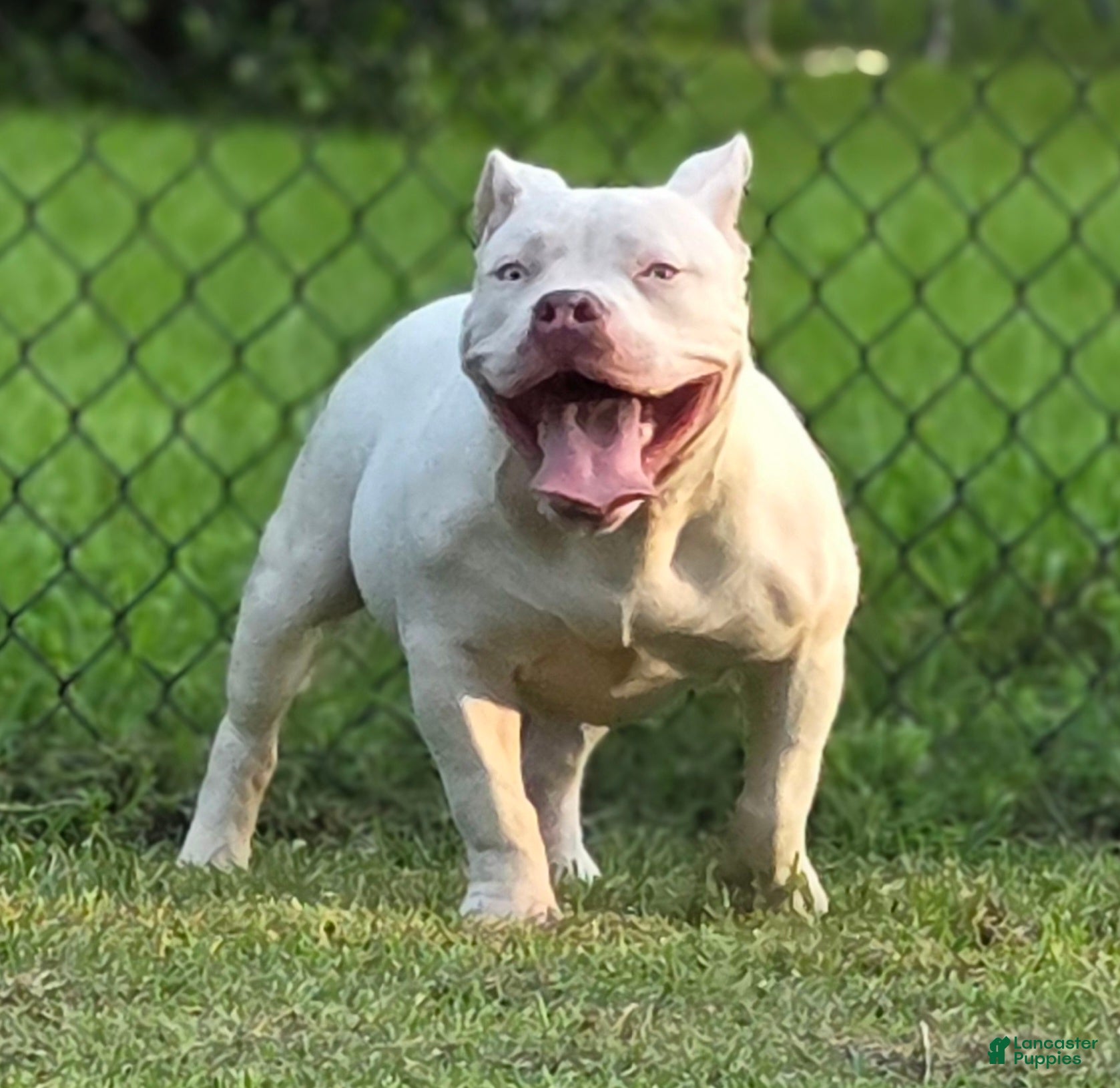 American Bully dogs for sale: American Bully 1 - Ad 1