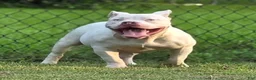 American Bully dogs for sale: American Bully 1 - Ad 1