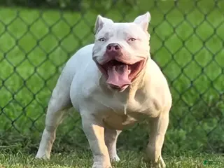 American Bully dogs Georgia - Ad 4