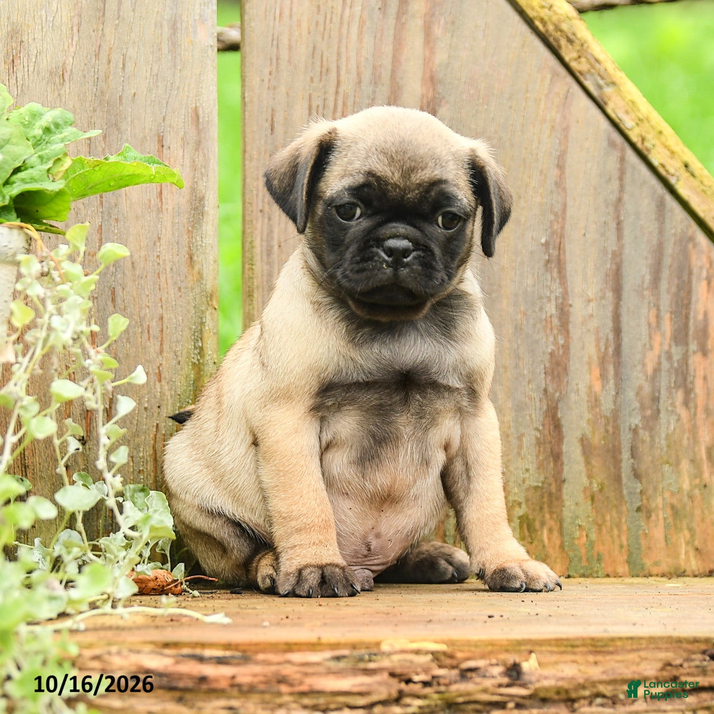 Pug dogs for sale: Barney - Ad 2