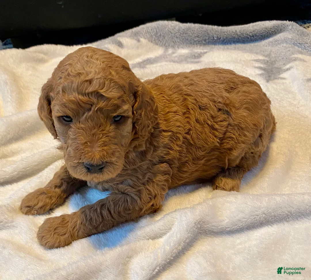 Standard Poodle dogs for sale: Cutie - Ad 1