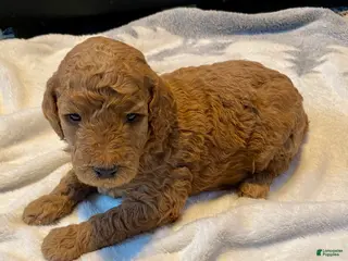 Standard Poodle dogs Cutie - Ad 13