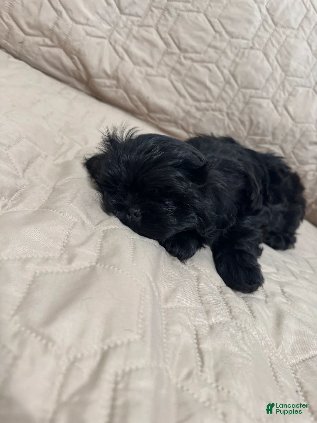 Shih Tzu dogs for sale: Shih Tzu 3 - Ad 2