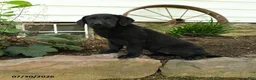 Labrador Retriever dogs for sale: Edge - Ad 4