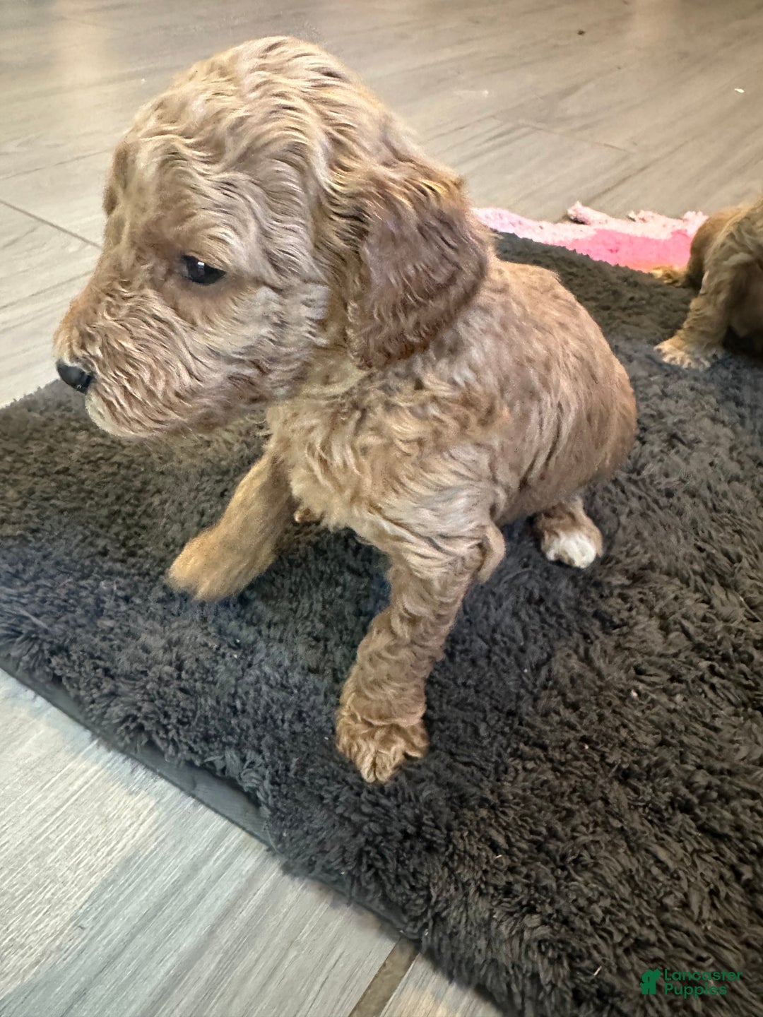 Mini Goldendoodle dogs for sale: Mini Goldendoodle Puppy 2 - Ad 2