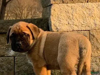 English Mastiff dogs Harley - Ad 10