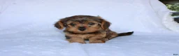 Yorkiepoo dogs for sale: Evan  - Ad 3