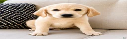 Labrador Retriever dogs for sale: Labrador Retriever puppy - Ad 3