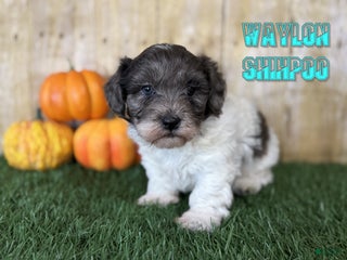Shihpoo dogs - Ad 32