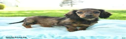 Miniature Dachshund dogs for sale: Penny - Ad 2