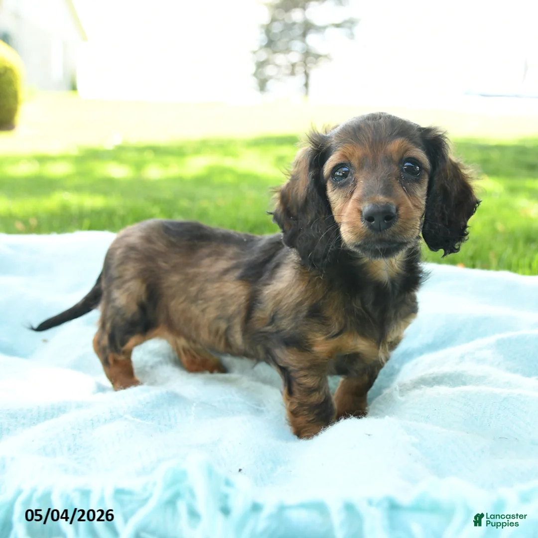 Miniature Dachshund dogs for sale: Penny - Ad 2