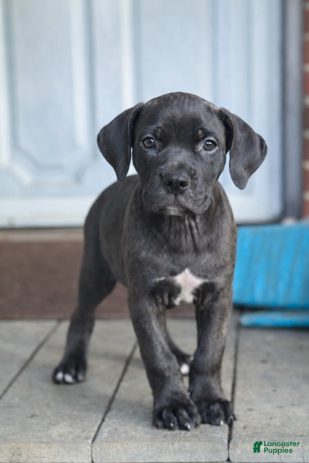 Cane Corso dogs Raven - Ad 1
