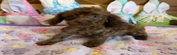 Cockapoo dogs for sale: Nugget - Ad 2