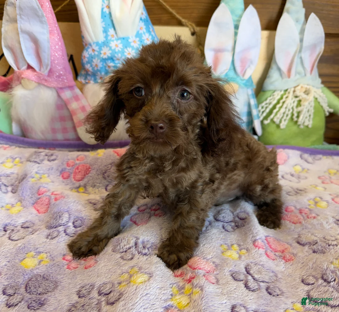 Cockapoo dogs for sale: Nugget - Ad 2