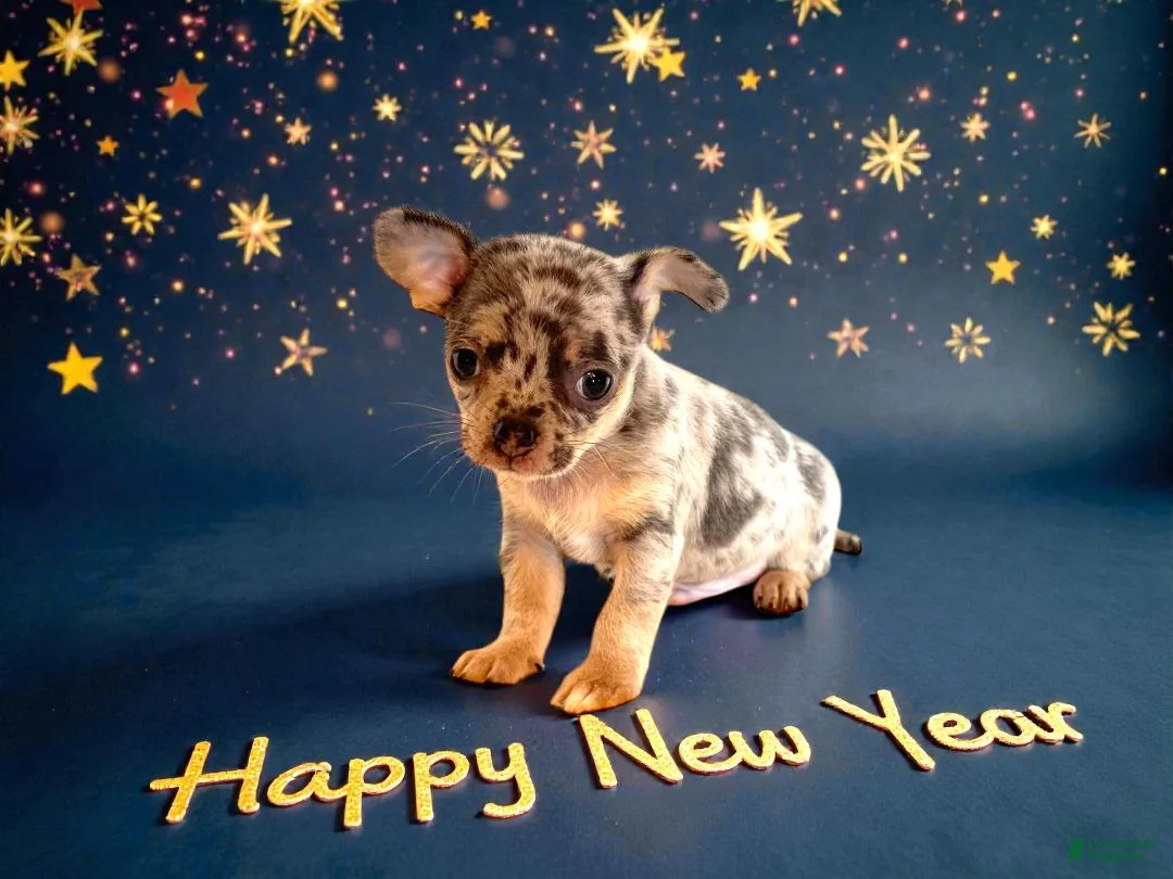 Chihuahua dogs for sale: Cody - Ad 6