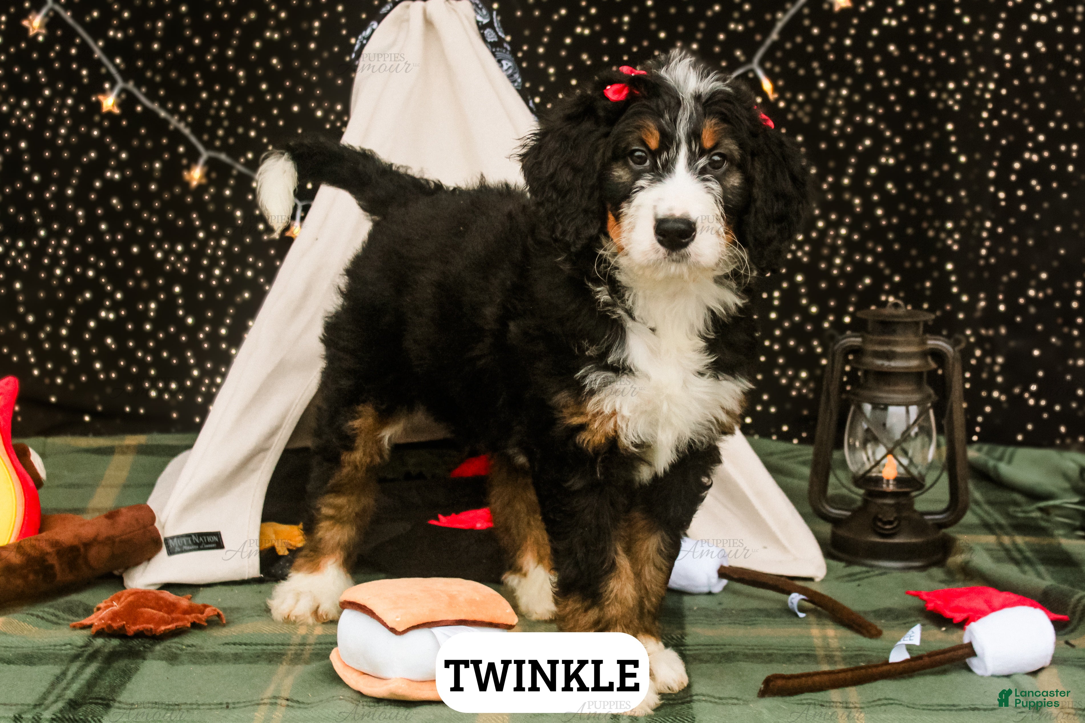 Twinkle