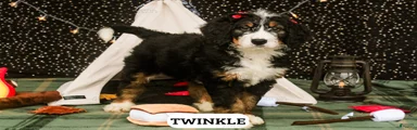 Twinkle