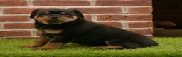 Rottweiler dogs for sale: Hailey - Ad 5