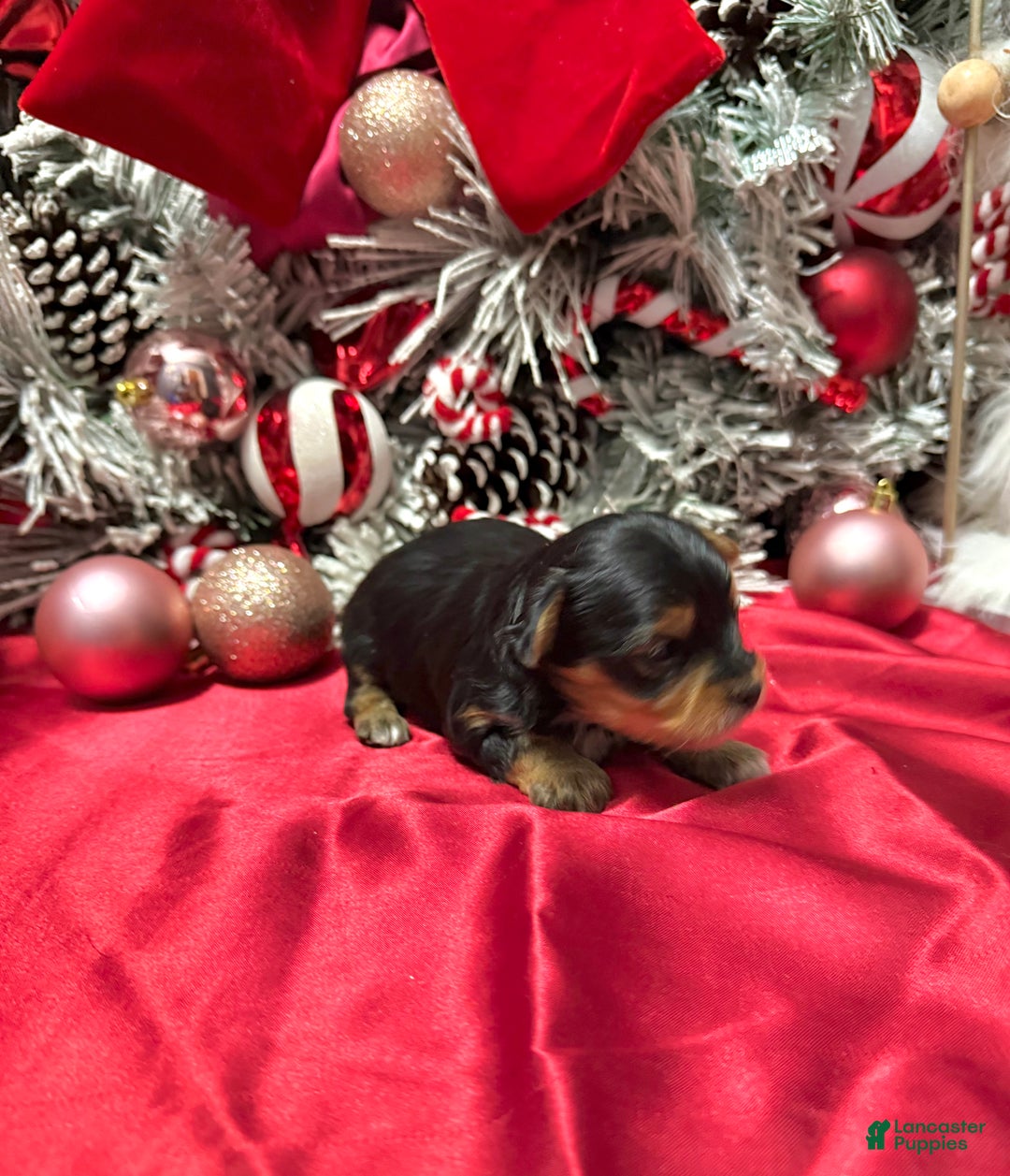 Yorkshire Terrier dogs for sale: Fettuccine  - Ad 3