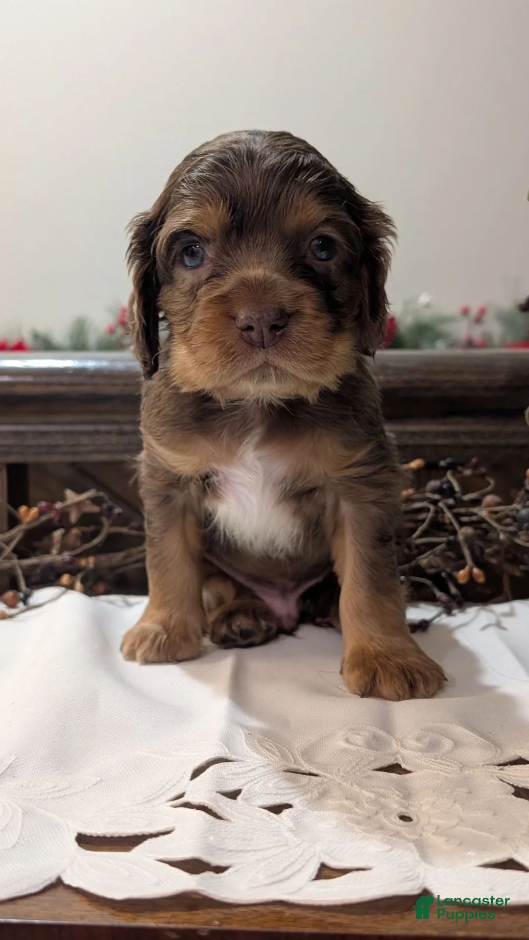 Cocker Spaniel dogs for sale: Tootsie  - Ad 4