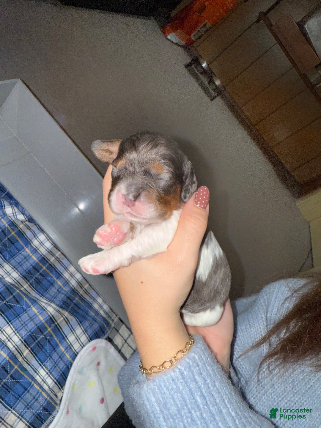 Cocker Spaniel dogs for sale: Knox - Ad 9