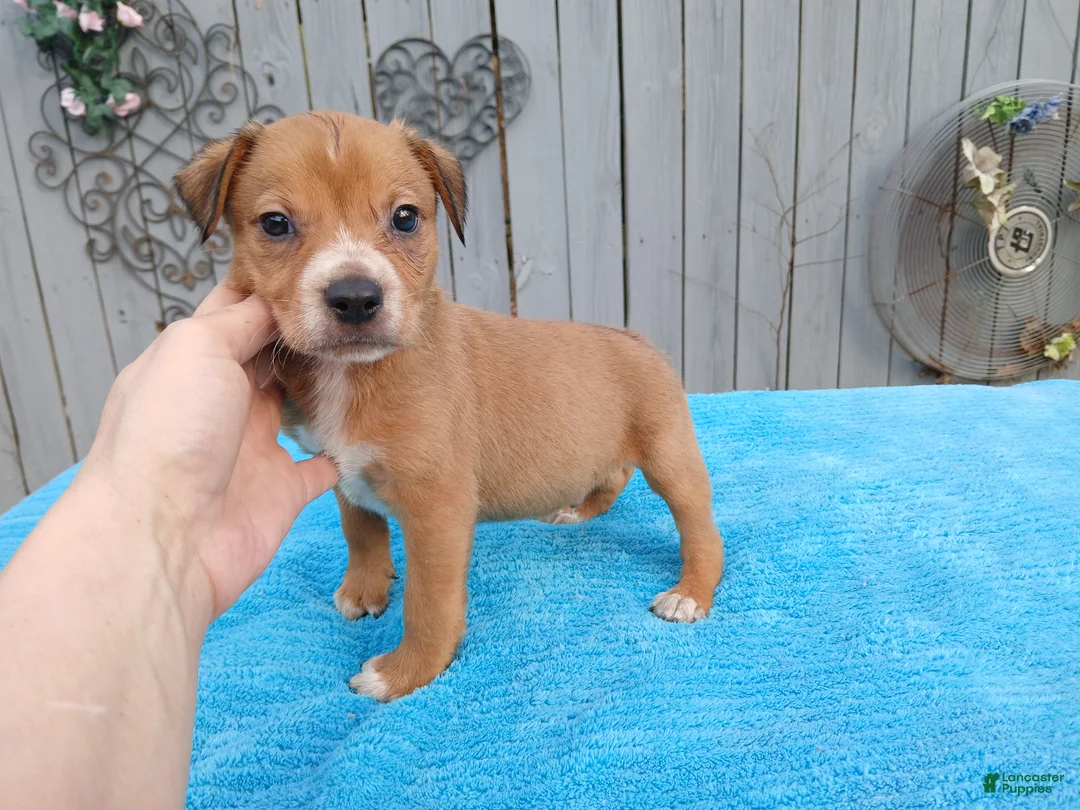 Mixed Breed dogs for sale: 1/2 Blue Heeler 1/2 Bulldog,  Nationwide delivery  - Ad 5