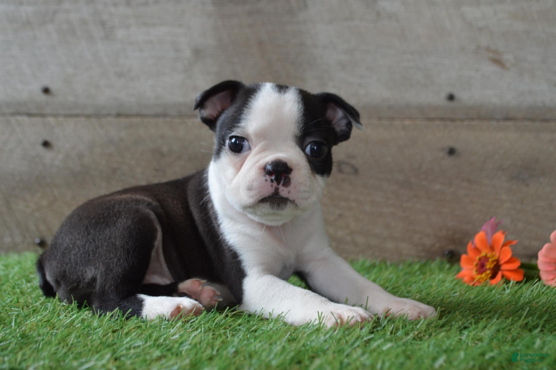 Boston Terrier dogs Misty - Ad 1