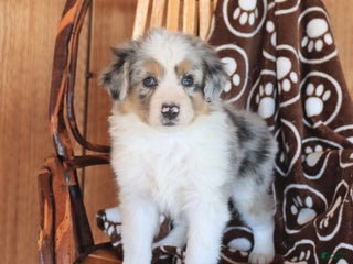 Miniature Australian Shepherd dogs - Ad 9