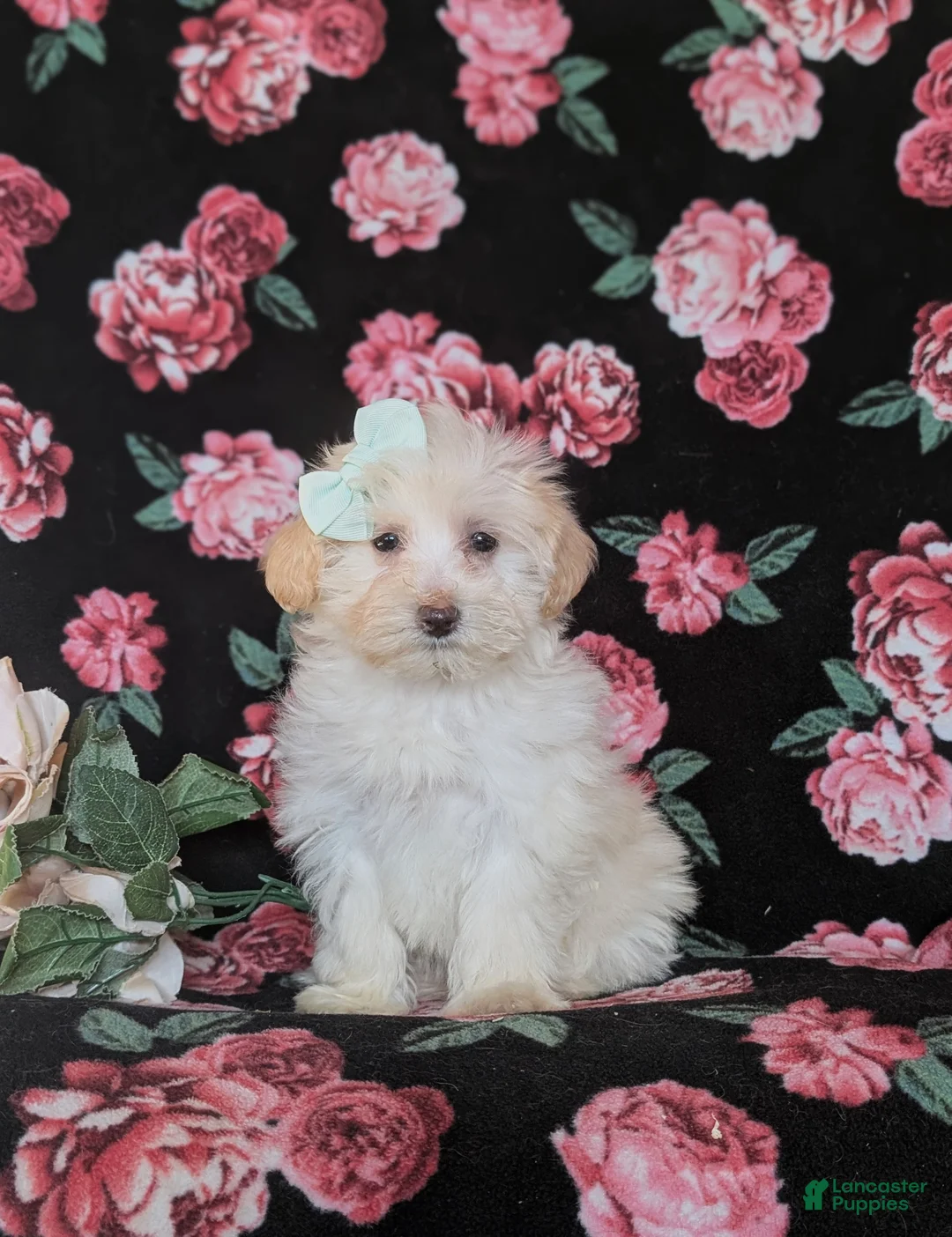 Maltipoo dogs for sale: Desiree - Ad 1