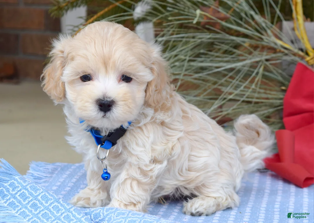 Maltipoo dogs for sale: Maverick - Ad 3